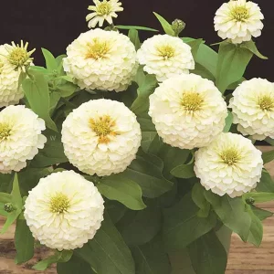 بذر گل آهار