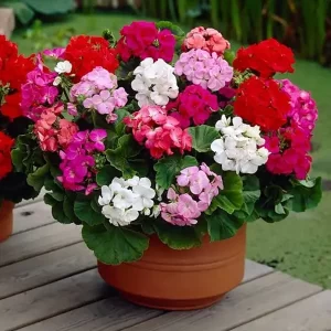 بذر گل شمعدانی هلندی