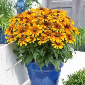 بذر گل کوکب کوهی