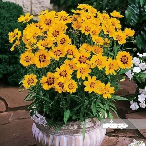 بذر گل اشرفی