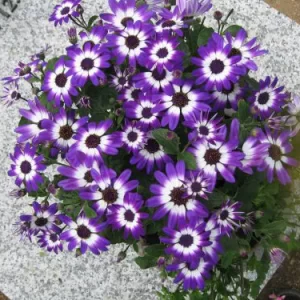 بذر گل سینره باغی