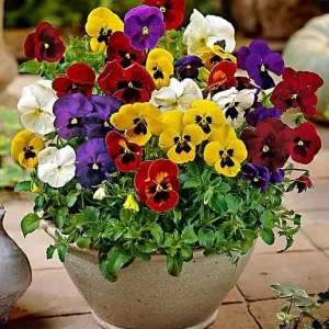 بذر گل بنفشه